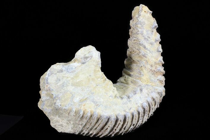 Cretaceous Fossil Oyster (Rastellum) - Madagascar #69653